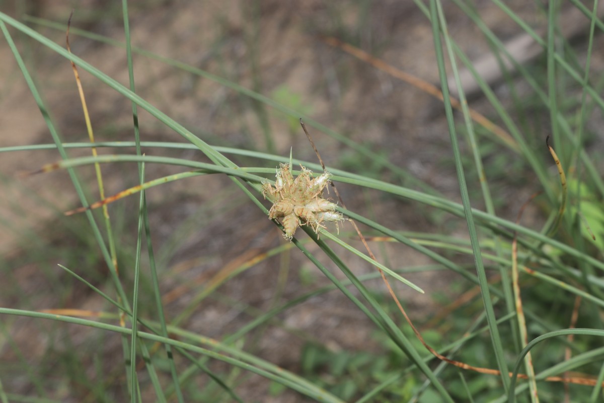 Cyperus arenarius Retz.